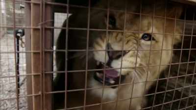 ROARING - Britain's Tiger Kings - On the Trail with Ross Kemp