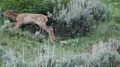 [roaring] - Epic Yellowstone