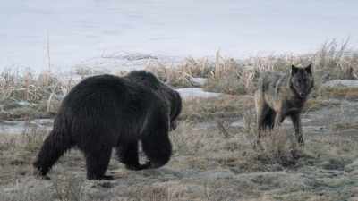 [roaring] - Epic Yellowstone