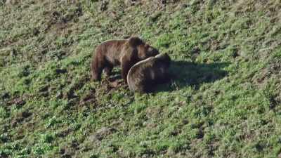 [roaring] - Epic Yellowstone