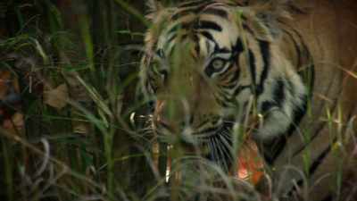 (ROARING) - Dynasties