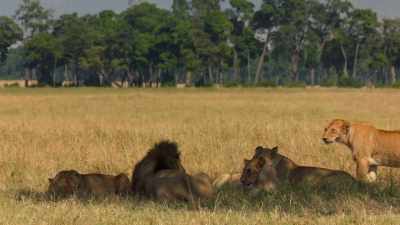 (ROARING) - Dynasties