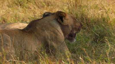 (ROARING) - Dynasties
