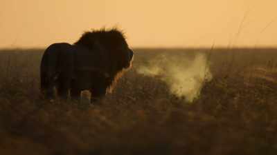 (ROARING) - Dynasties