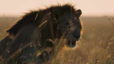 -(ROARINGH)
-To the males, she's nothing more - Dynasties