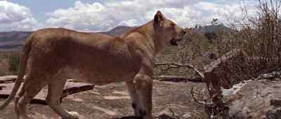 [Roars] - Born Free
