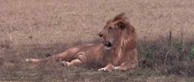 [Roars] - Born Free