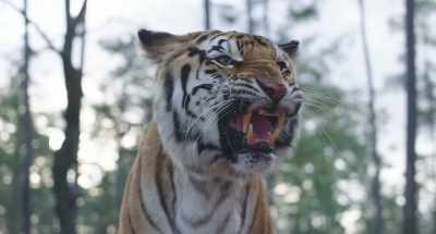 [roars] - The Tiger Rising