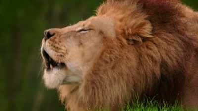 (ROARS) - Magic of Disney's Animal Kingdom