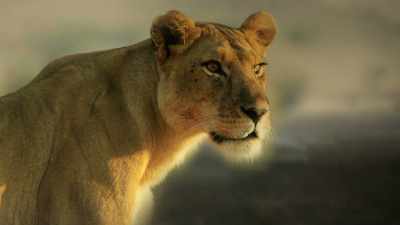 ROARS - Serengeti