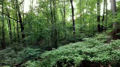 ROB NELSON: Deep in
the Pennsylvania woods - Secrets of the Underground