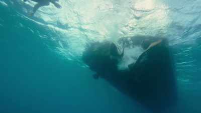 Rob said - Sharkwater Extinction