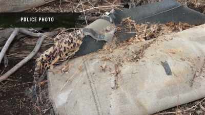 ROBB: The body was decomposed
and with multiple stab wounds. - Buried In The Backyard