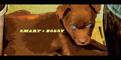 - (ROCK MUSIC)
- (PUPPY WHINES) - Koko: A Red Dog Story