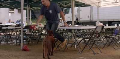 (ROCK MUSIC) - Koko: A Red Dog Story