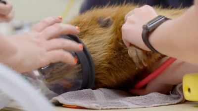 Rodent teeth are pretty unique,
they grow continuously, - Secrets of the Zoo