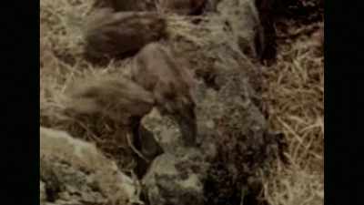 (rodents squeaking) - Almost Human