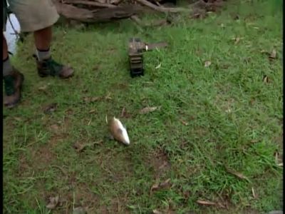             RODGER:             
            It's a late-sleeping
            bunch, isn't it?     - Survivor