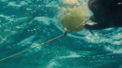 RODNEY: During that period of time,
divers were dragging - Playing with Sharks