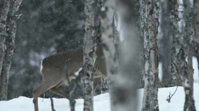 Roe deer find it difficult
to run through thick snow - Wild Nordic
