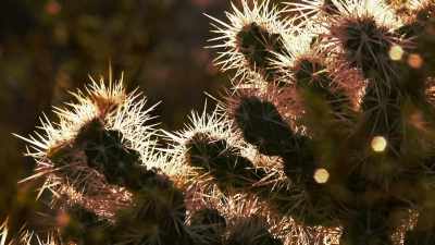 Roger: OUR TEMPERATURES
CAN GET UP TO 115 DEGREES - Bloodlands