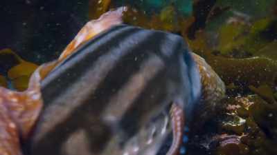 ROGER: She put her tentacles down,
you can see them coming through - Blue Planet II