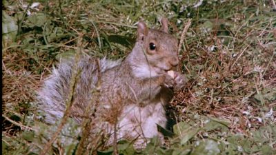 ROGER VOICEOVER I've never fed squirrels with a girl - Class of Nuke 'Em High Part II: Subhumanoid Meltdown