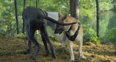 ROLF: God, hey, well,
I should've known, - Strays