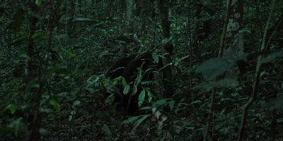 Rollins and Damien are closing in. - Chimp Empire
