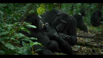 Rollins and Damien have done their job. - Chimp Empire