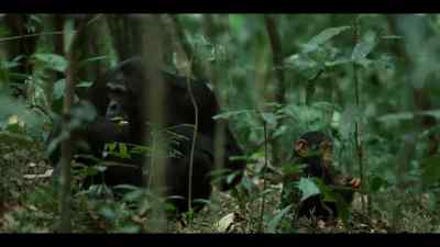 Rollins and Damien will always want more territory. - Chimp Empire