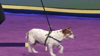 Romeo is a terrier mix - 2022 American Rescue Dog Show