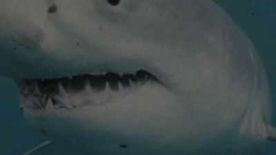 RON: I thought this was
a very impressive animal. - Playing with Sharks