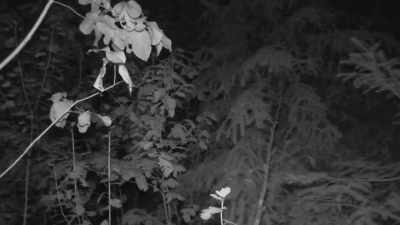 Ronny, I just heard
two very loud, - Expedition Bigfoot