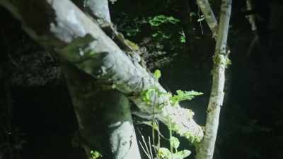 [Ronny] It was exactly
what we had seen
previously on the trail, - Expedition Bigfoot