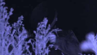 [Ronny]  Last night,
 when we used the call blaste - Expedition Bigfoot