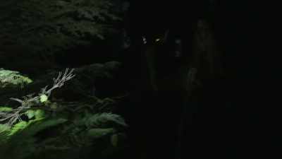 [Ronny]  Yeah,
 whatever it was, it stood of - Expedition Bigfoot