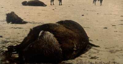 Roosevelt shoots a second buffalo, - Stars in the Sky: A Hunting Story