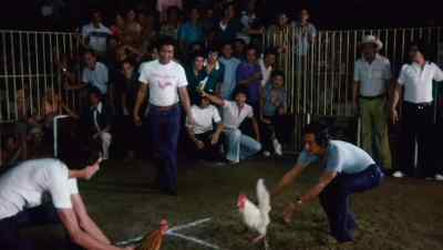 (roosters squawking)
 (crowd roaring) - Too Hot to Handle