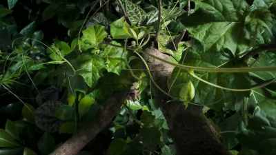 Rooted to the spot, - Super/Natural