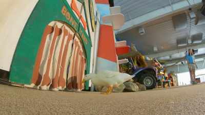 Rory's not going full speed, - Secrets of the Zoo