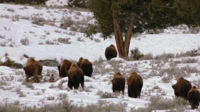 Rosalyn Lapier: They have always
lived with humans. - The American Buffalo