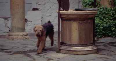 Rover! - Stardust