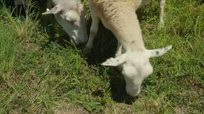 Rowe: Because that's how a sheep
can do your taxes. - Six Degrees with Mike Rowe
