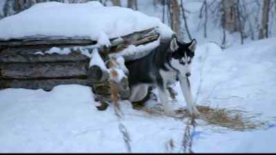 [ RUGER BARKING ] - The Last Alaskans