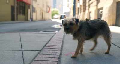 Rule number one
of being a stray: - Strays