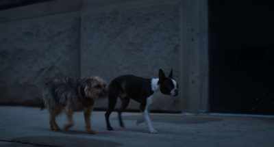 Rule number one: - Strays