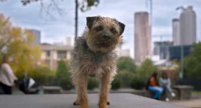 Rule number three is the most
important rule, bar none: - Strays