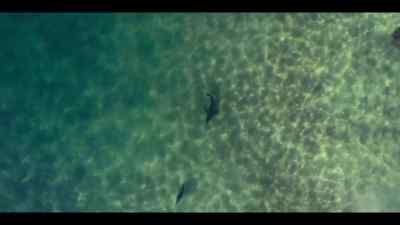Rule one, keep away from the sharp end. - Our Oceans