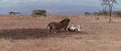 [Rumbles] - Born Free